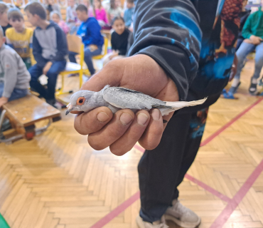 Pohádková zvířátka