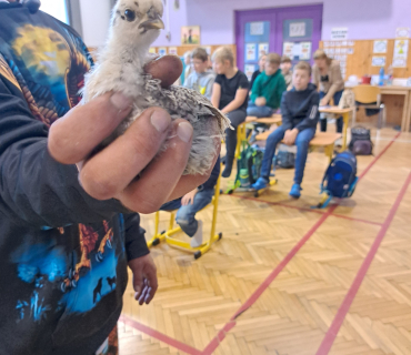 Pohádková zvířátka