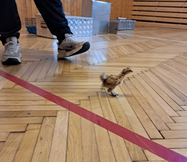 Pohádková zvířátka