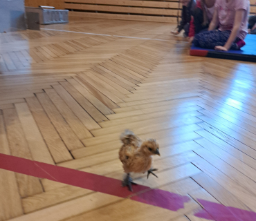 Pohádková zvířátka