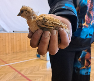 Pohádková zvířátka