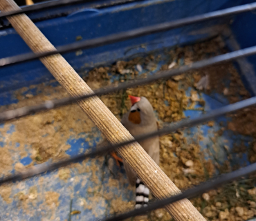 Pohádková zvířátka