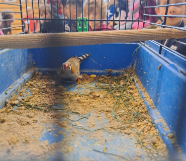 Pohádková zvířátka