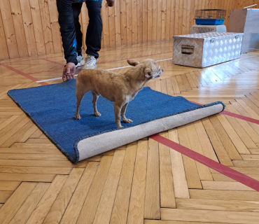 Pohádková zvířátka