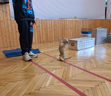 Pohádková zvířátka